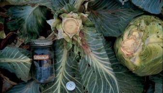 Marasco_DuplicateMixed